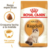 Ragdoll 